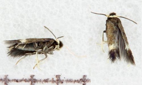 Réf. 331 182 : Stigmella aceris